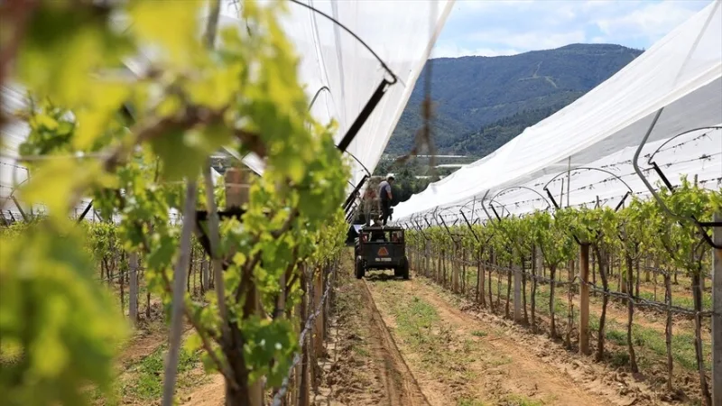 马尼萨的种植户用“防雹网”保护葡萄园